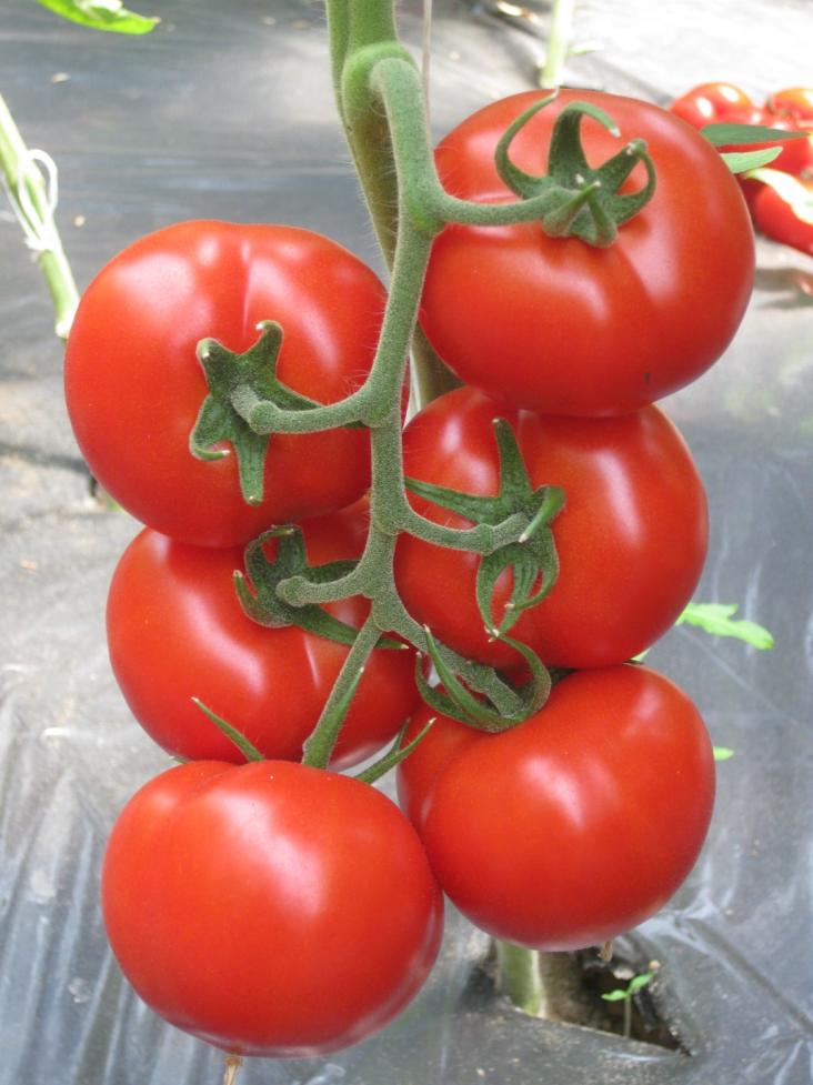 Семена томатов название. Черри Златояр. Томат CRX 74627 f1. Томат Златояр. Семена томатов 1955.