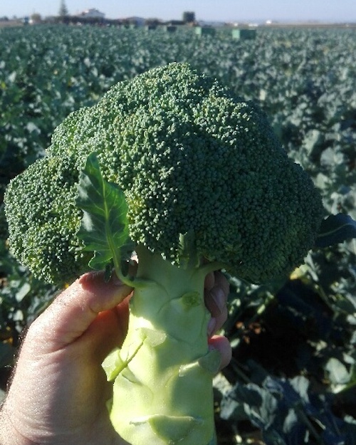broccolo-maori-valledoro
